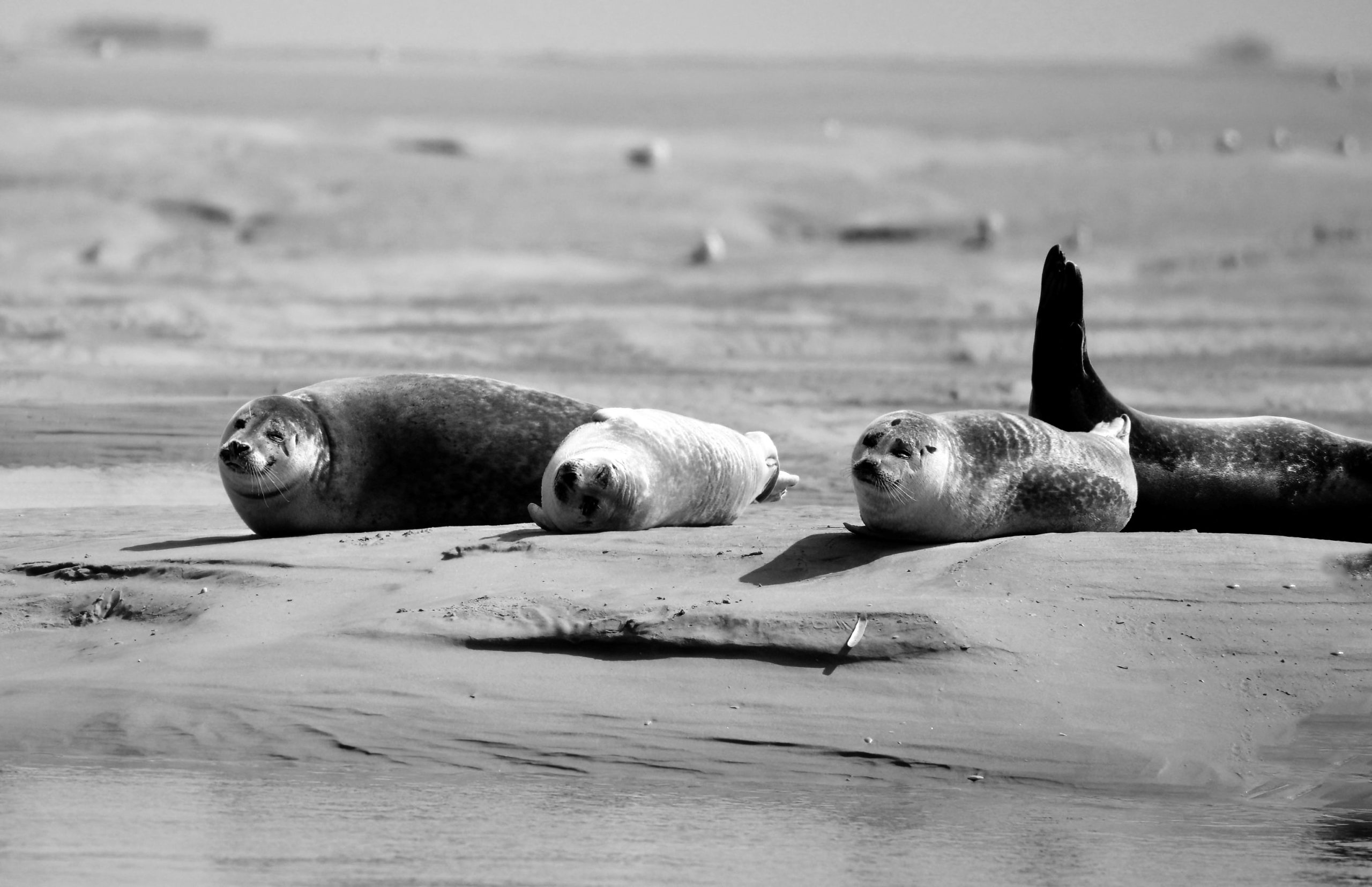 De retour en Baie de Somme